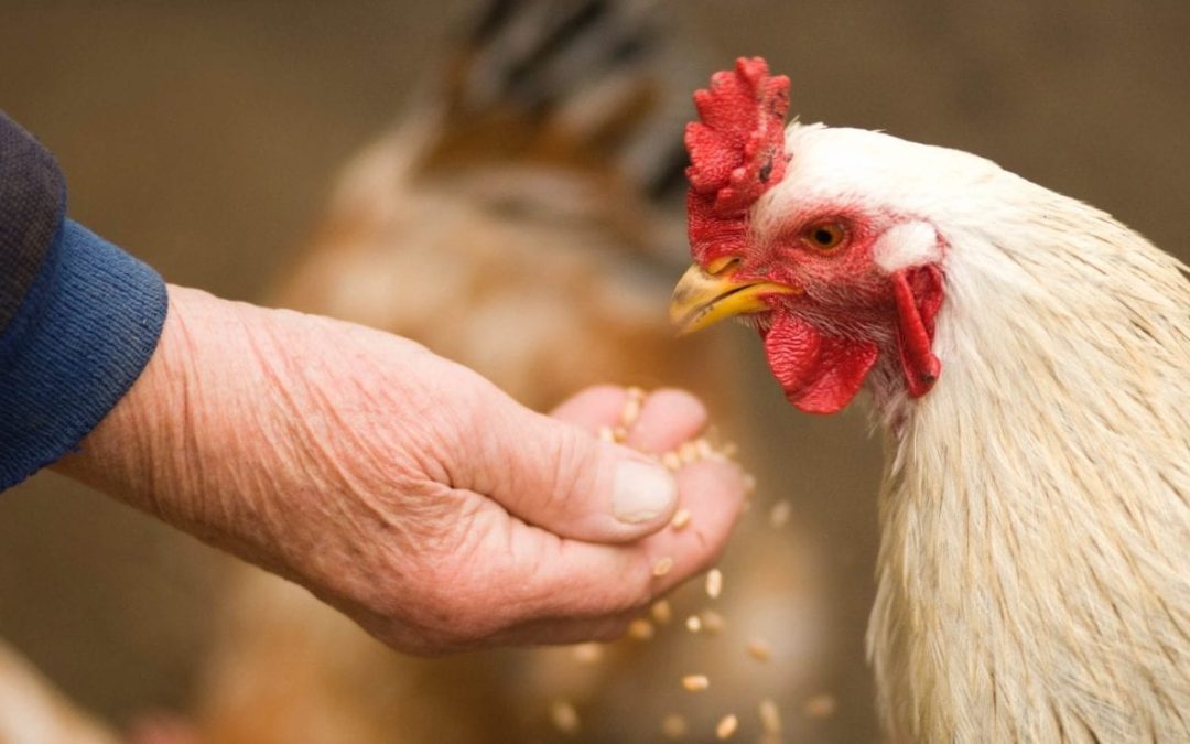 Funding for project hoping to produce high-protein seaweed for hens