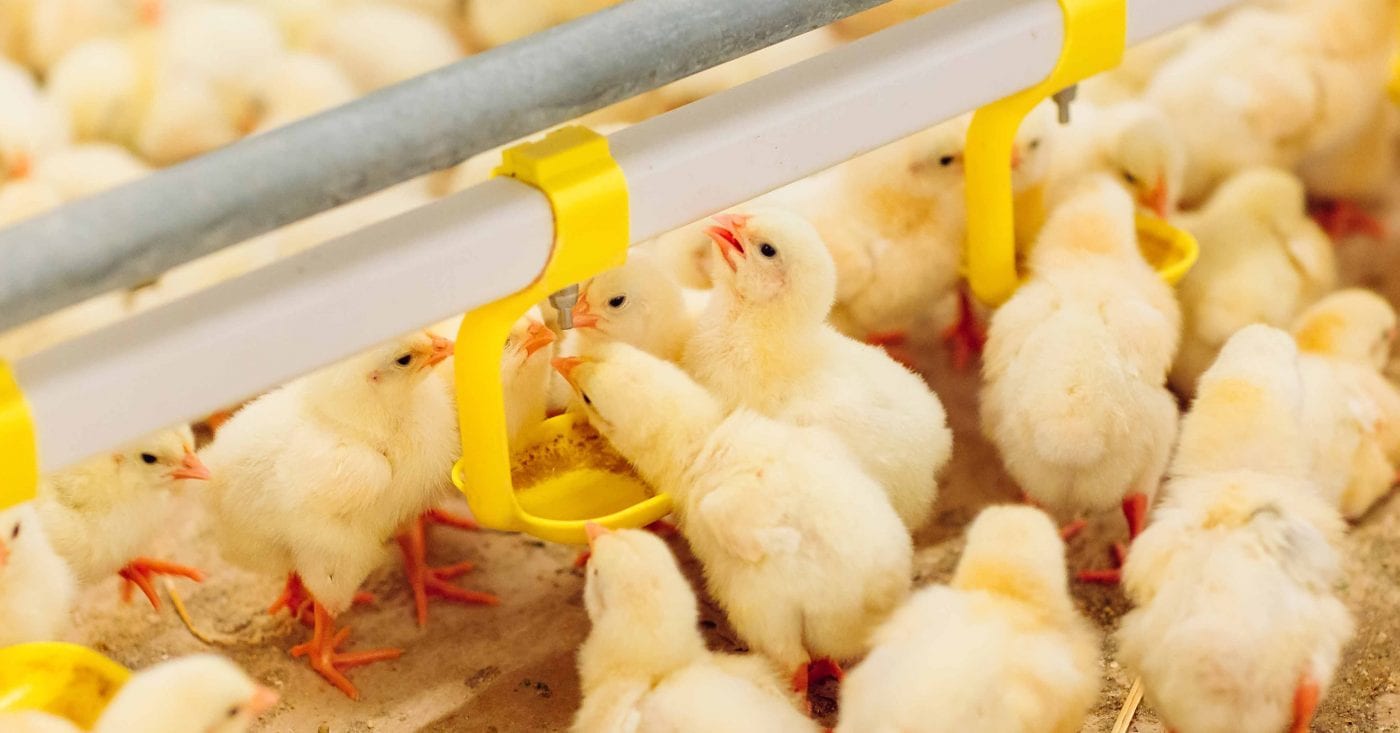 Poultec expands poultry training offer with new eLearning and assessment-first diploma routes Indoors chicken farm, chicken feeding, farm for growing broiler chickens