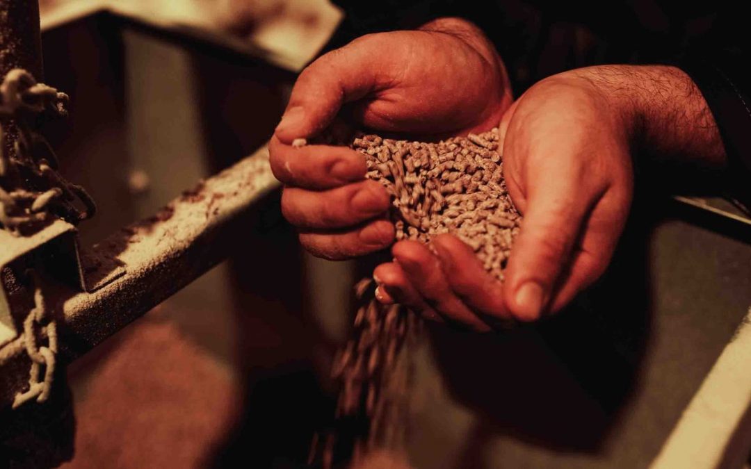 poultry feed in cupped hands